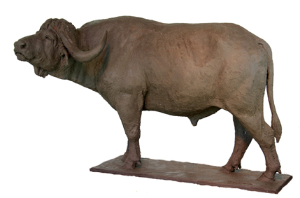 buffalo bull